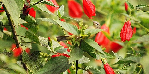 Orange-crowned Warbler - David J. Ringer/Audubon