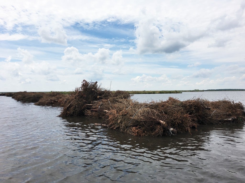 A completed row of Christmas tree bundles that will act as a wave break and create new marshlands.