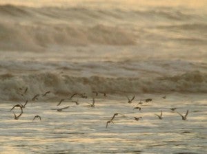 Shorebirds in flight - Erik I. Johnson/Audubon