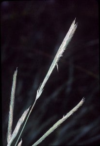 Prairie cordgrass (Spartina pectinata) is a moderately flooding-tolerant species.