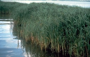 Smooth cordgrass (Spartina alterniflora) is a flooding-tolerant plant species.