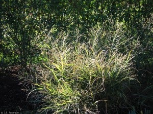 Switchgrass (Panicum virgatum) is a flooding-sensitive species.