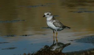 Piping plover. Photo: Erik Johnson