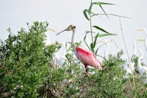 Roseate Spoonbill_Karen Westphal