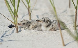 Least Tern - Crane Beach, MA - 2003 Jul 4