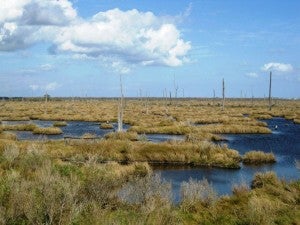 Central Wetlands