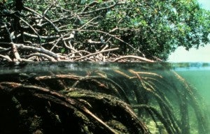 Mangroves public domain pix