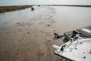 New land forming from river sediment in Bayou John. © AnnieLaurie Erickson February 21, 2016.