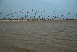 White Pelicans thriving on the newly formed land. © AnnieLaurie Erickson February 21, 2016.