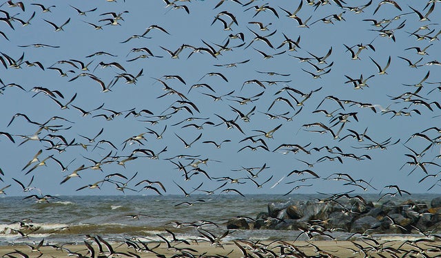 Black Skimmers in Grand Isle, La Photo: Erik Johnson, Audubon Louisiana