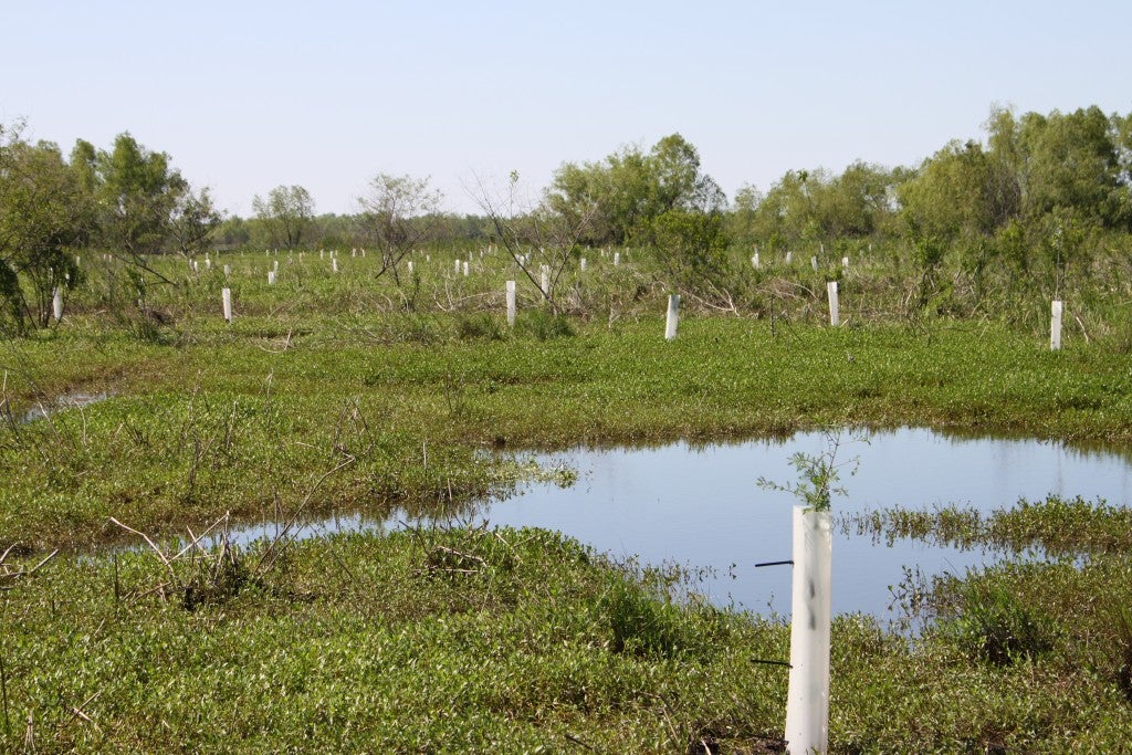 A portion of the final 1,165 planted trees, completing the 10,000 trees initiative.