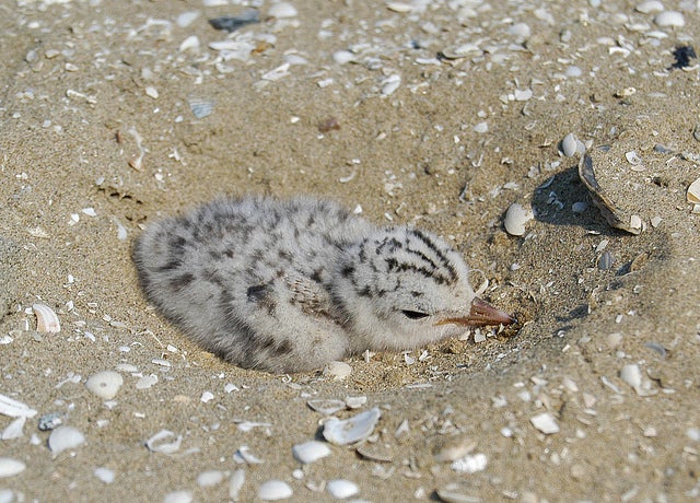 Least Tern, Elmers Island, Louisiana Photo: Erik Johnson, Audubon Louisiana