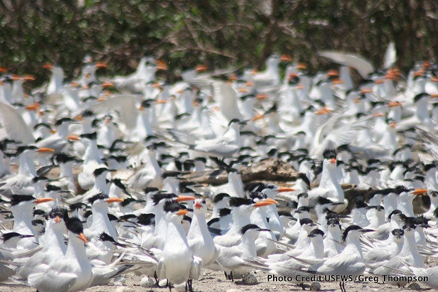 Royal Terns, Breton Island Photo: USFWS, Greg Thompson