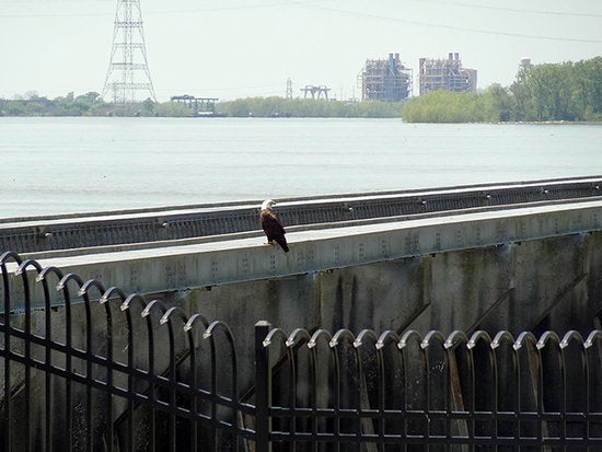 Bald eagle sits on the Bonnet Carré Structure