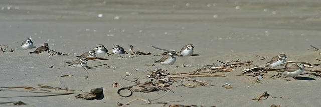 Piping Plovers, Elmers Island, Louisiana Photo: Erik Johnson, Audubon Louisiana