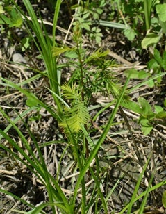 Cypress regeneration in the spillway swamps.