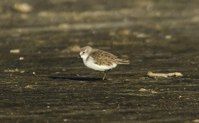 Western Sandpiper, Grand Isle, Louisiana Photo: Erik Johnson, Audubon Louisiana