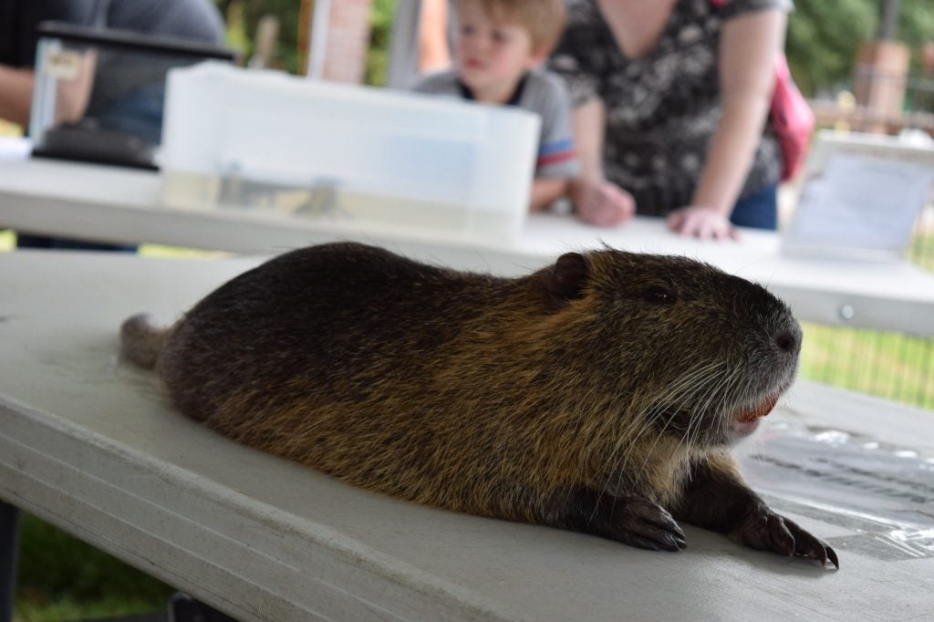 While nutria as a species can be quite destructive to wetland habitats – our furry nutria friend was happy to share the tent and tables with our coaltion staff. 