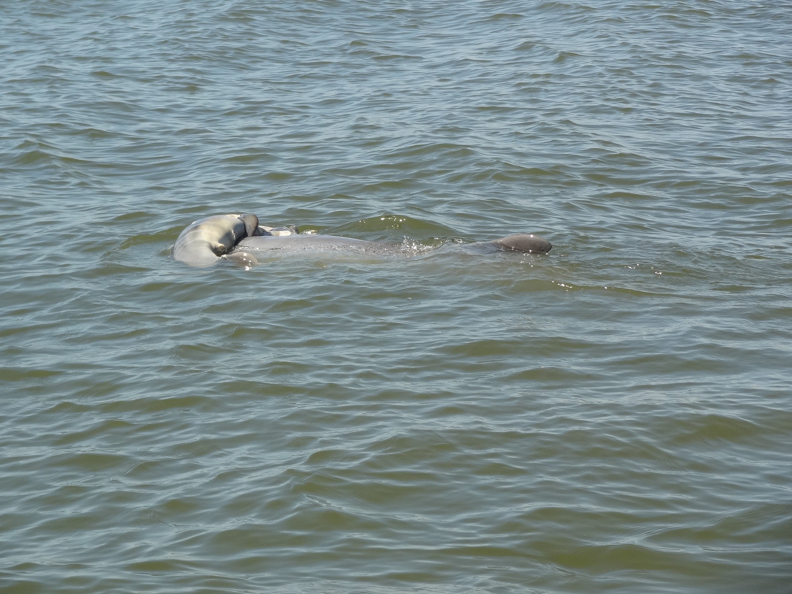 The Day The Bi4 Dolphin Died - oqs5bbo