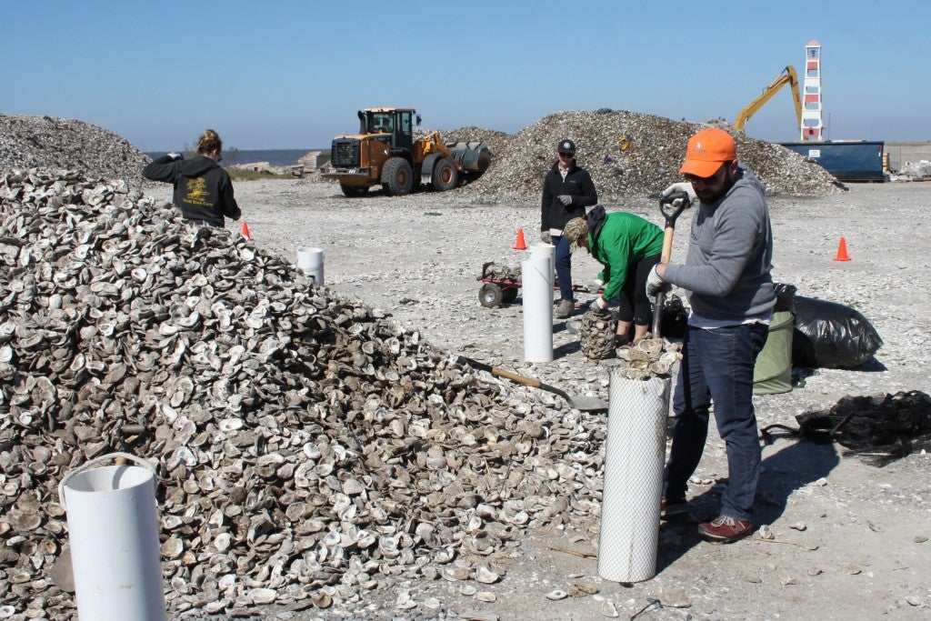 MRD Staff bagging some of the 1750 tons of oyster shell reclaimed by CRCL.