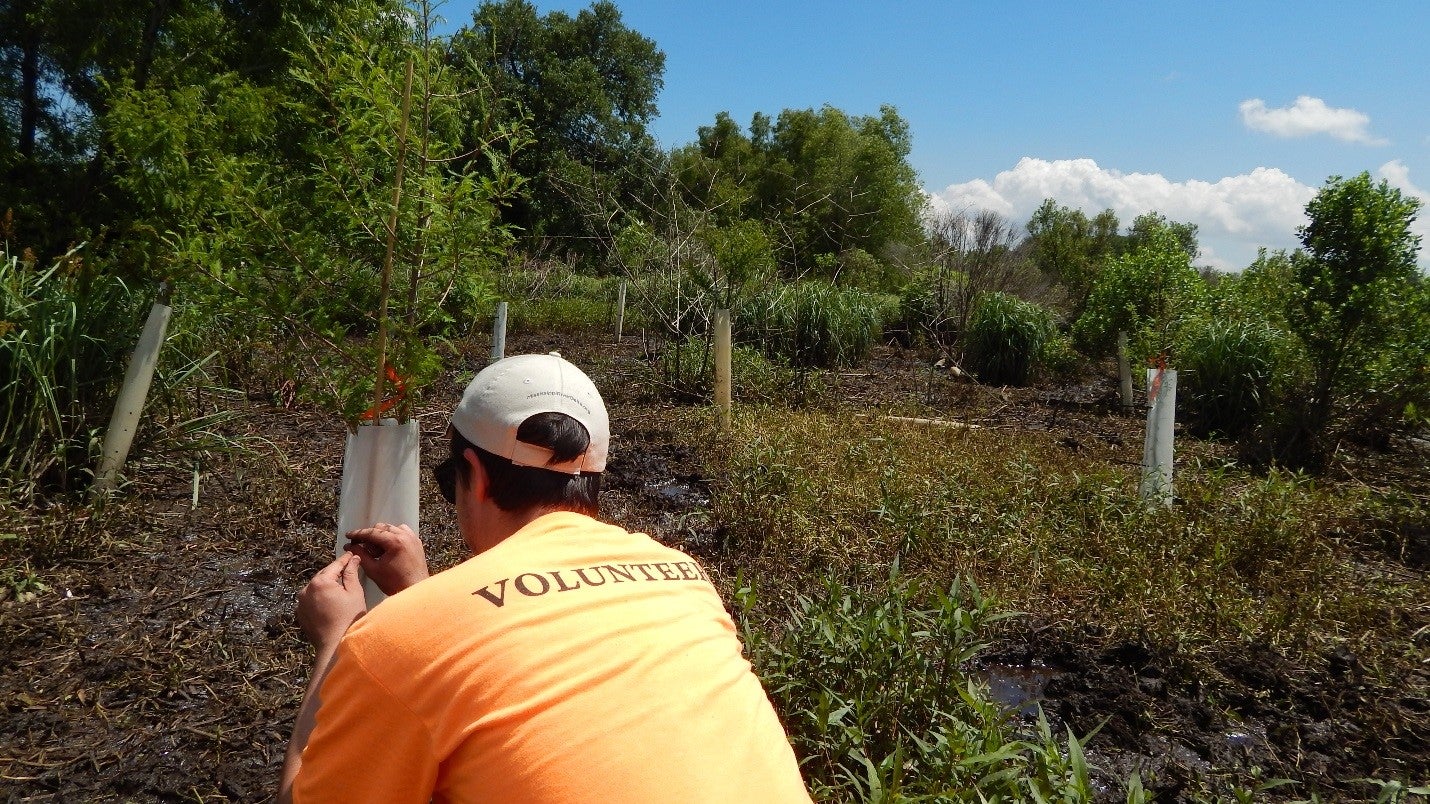 A volunteer finished planting a young cypress tree in St. Bernard Parish, LA.