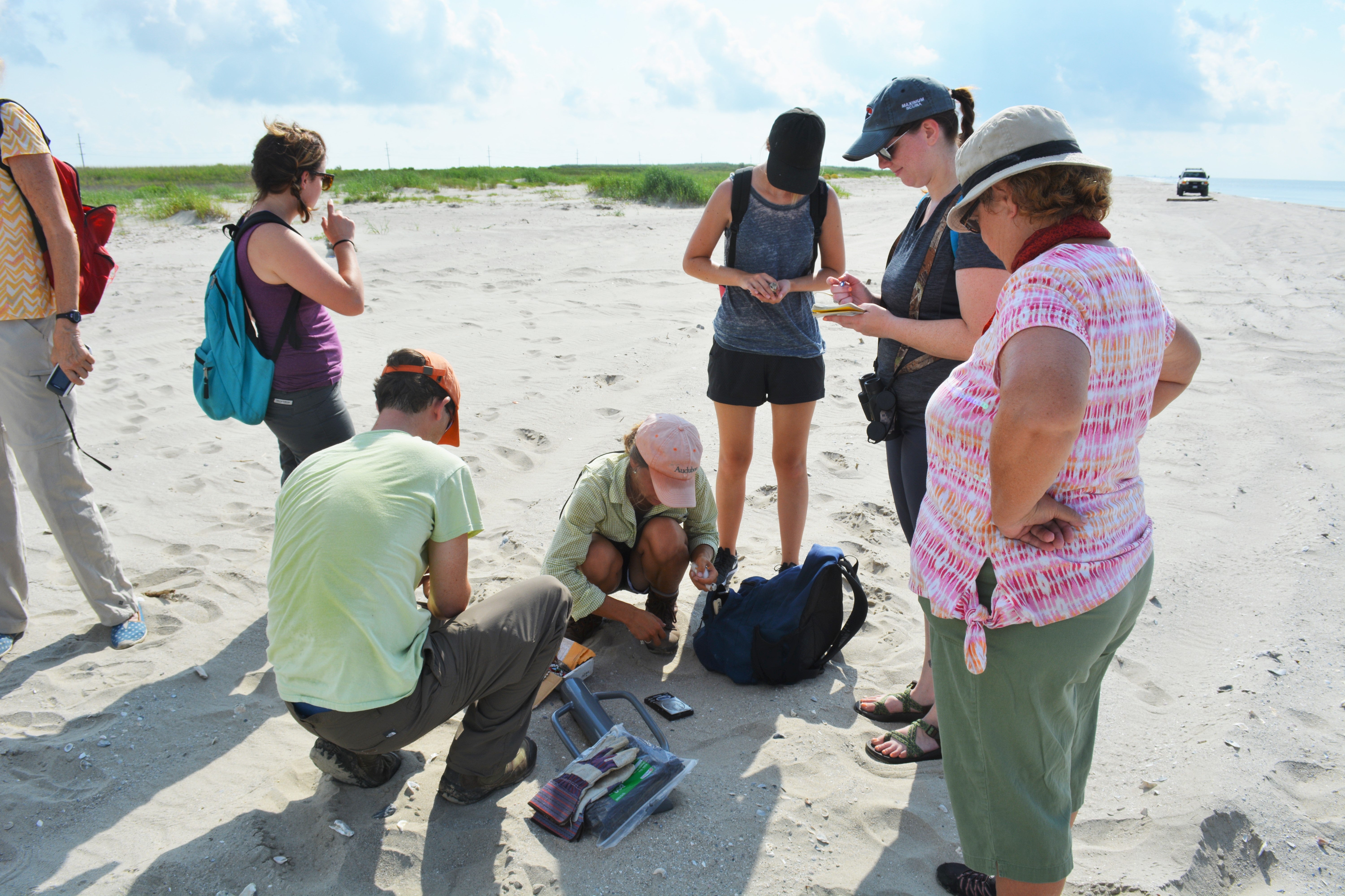 Volunteers watch as the banded birds are weighed and recorded.