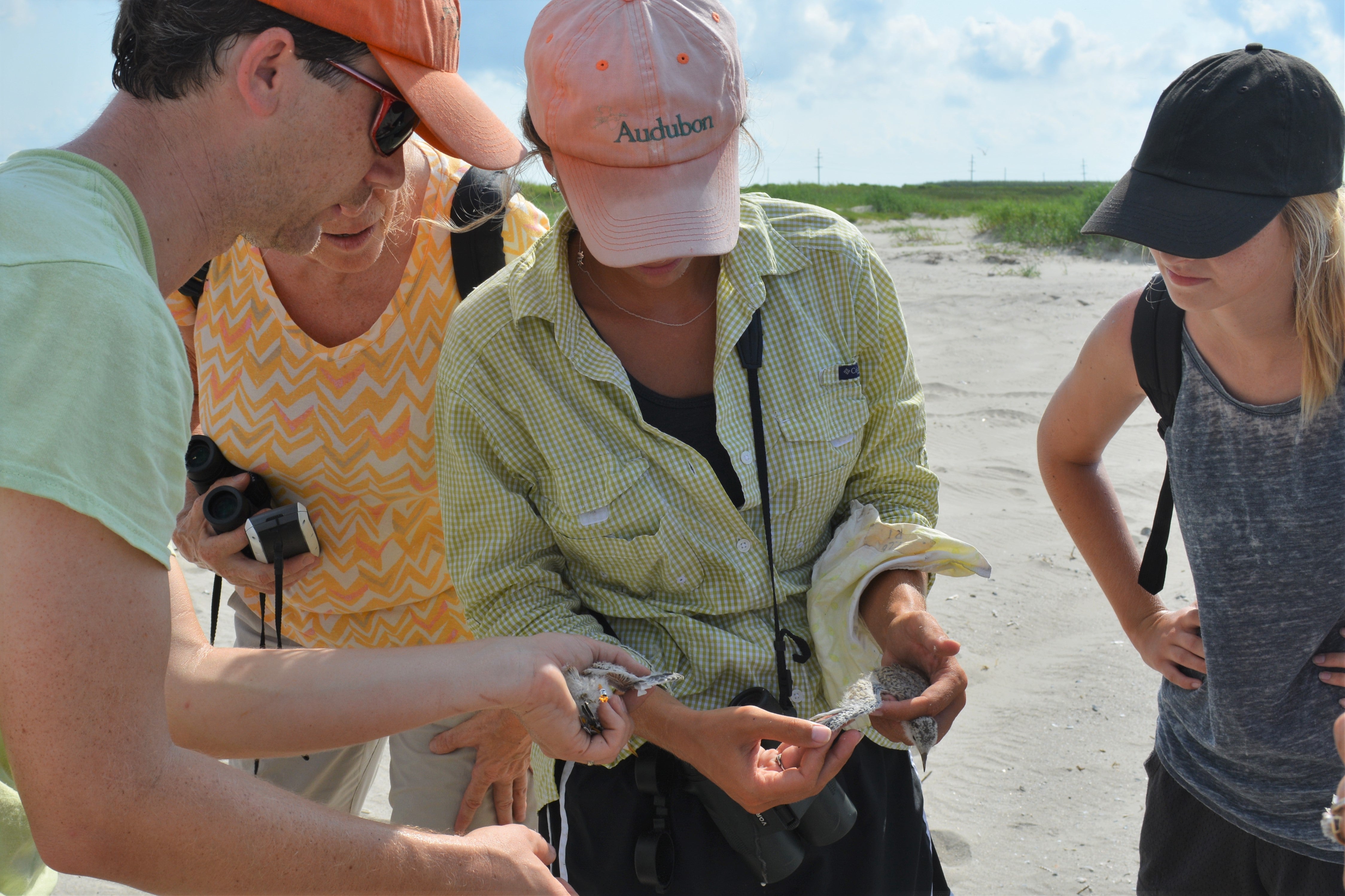 Katie Barnes displaying the flight feathers beginning to grow on a young Wilson's Plover.