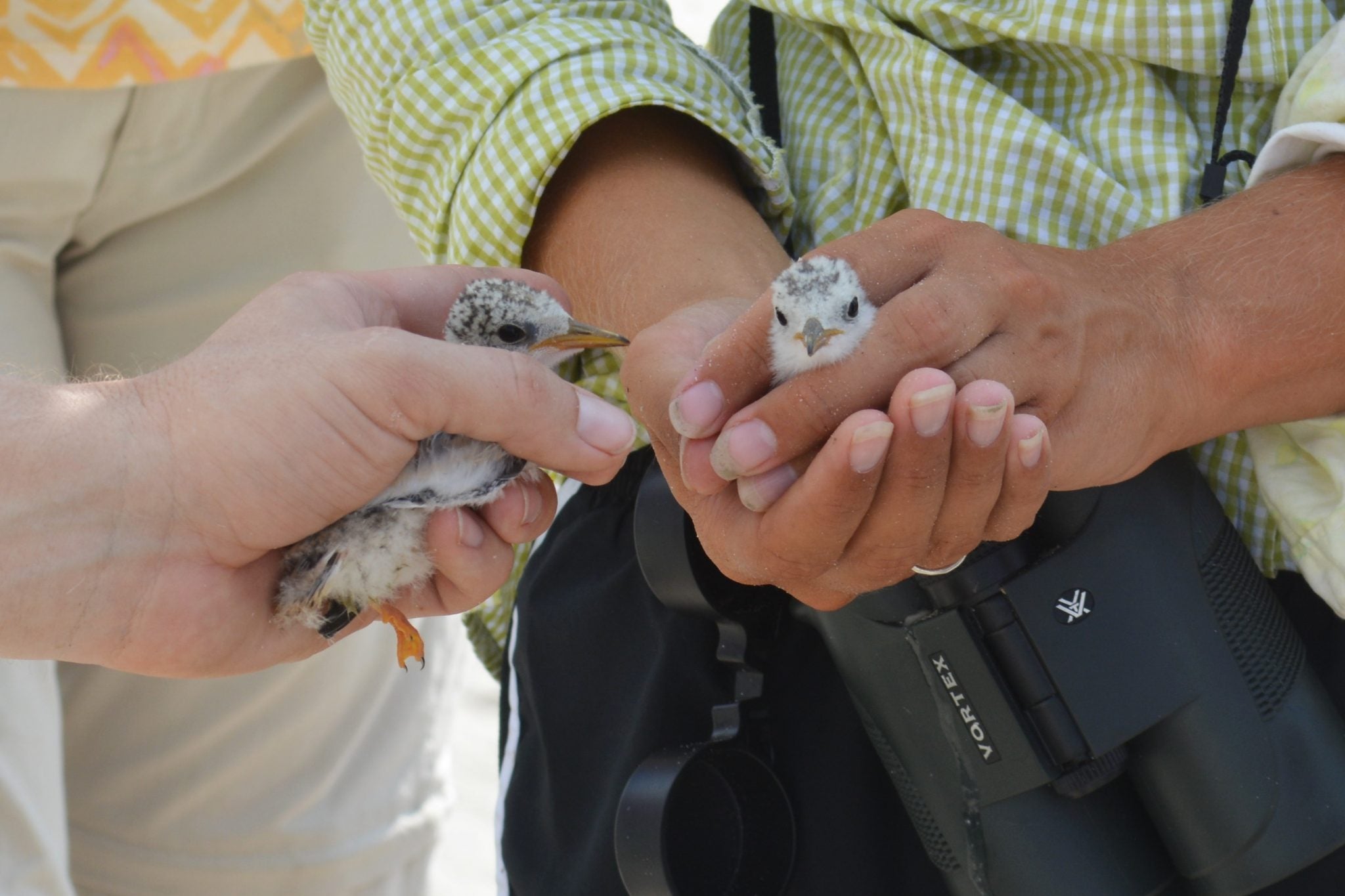 Young Wilson's Plovers being cared for by Audubon Louisiana staff.