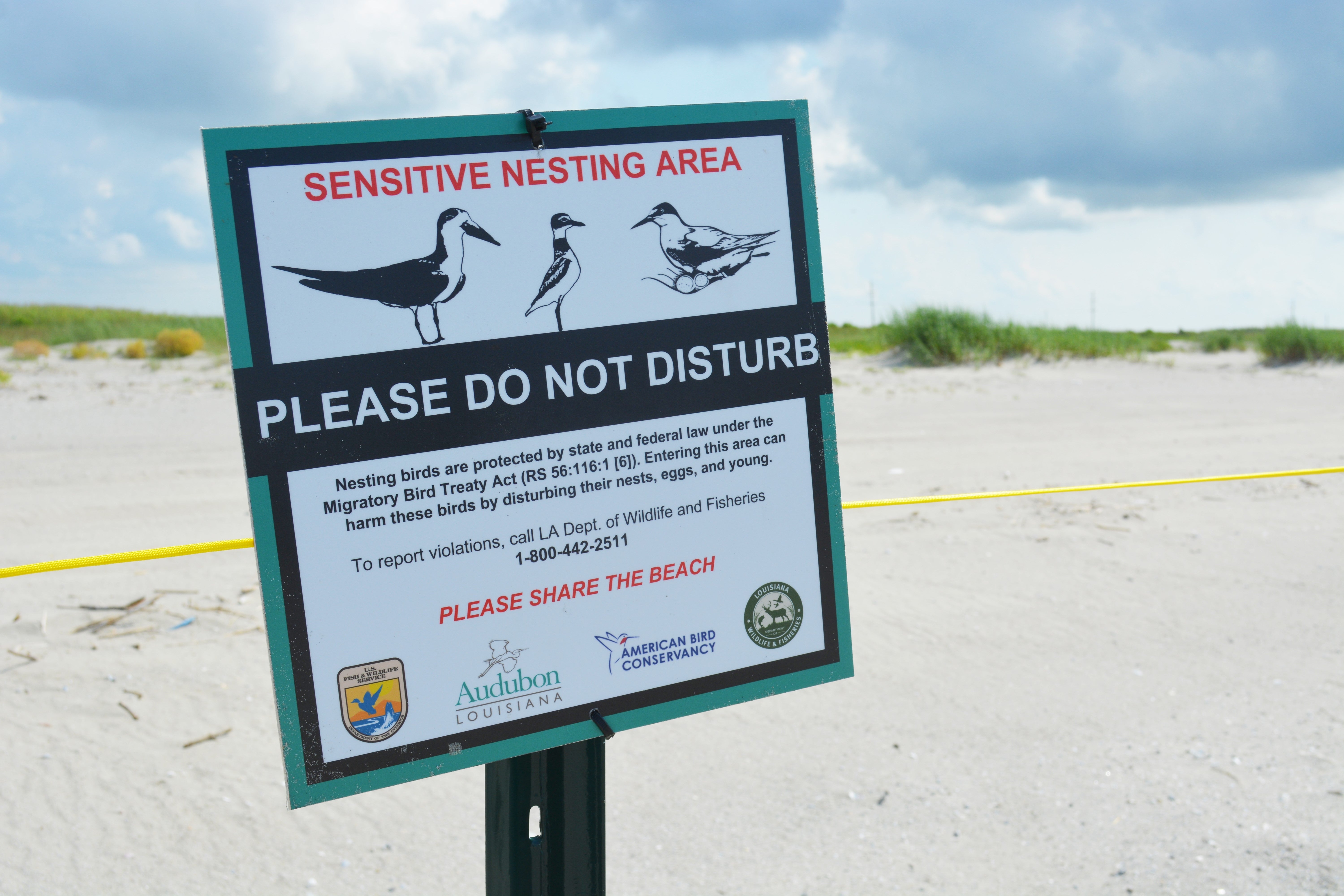 Protective fencing and signage installed around critical nesting sites.