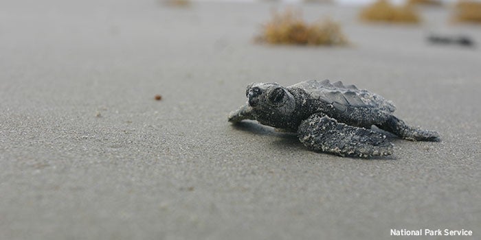 Twenty percent of the adult female Kemp’s ridley sea turtles may have been killed during the disaster, possibly explaining the turtles’ low nest counts. Photo by National Park Service