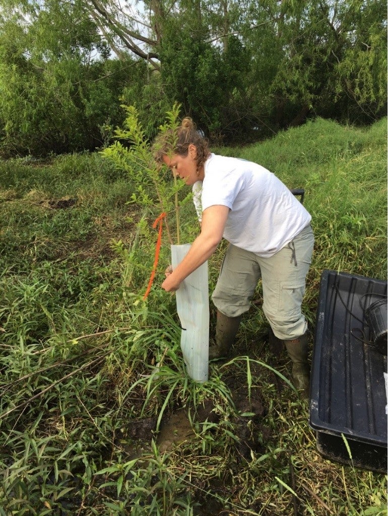 Kristen Butcher, a scientist with Lake Pontchartrain Basin Foundation, installs a Nutria guard around a young cypress tree.