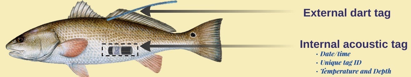 Diagram of redfish with an acoustic transmitter. Image credit: Ashley Ferguson, LDWF